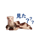 可愛い 天使 4本の フェレット 動物 写真（個別スタンプ：11）