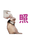 可愛い 天使 4本の フェレット 動物 写真（個別スタンプ：12）