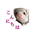 可愛い 天使 4本の フェレット 動物 写真（個別スタンプ：14）