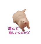 可愛い 天使 4本の フェレット 動物 写真（個別スタンプ：15）