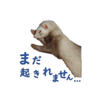 可愛い 天使 4本の フェレット 動物 写真（個別スタンプ：16）