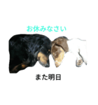 ほっこり愛犬スタンプ（個別スタンプ：4）