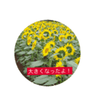 あたし達の日常1（個別スタンプ：5）
