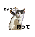 ころちゃん1（個別スタンプ：1）