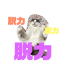 ころちゃん1（個別スタンプ：3）
