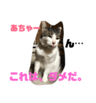 ころちゃん1（個別スタンプ：5）
