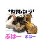 ころちゃん1（個別スタンプ：8）