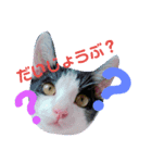 しまむねこ（個別スタンプ：1）