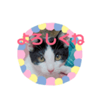 しまむねこ（個別スタンプ：4）