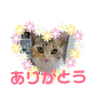 しまむねこ（個別スタンプ：5）