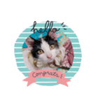 しまむねこ（個別スタンプ：6）