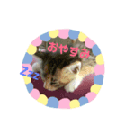 しまむねこ（個別スタンプ：8）