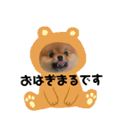 ポメラニアンおはぎまるさん（個別スタンプ：1）