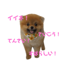 ポメラニアンおはぎまるさん（個別スタンプ：20）