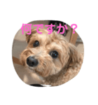 もしゃの日常（個別スタンプ：1）