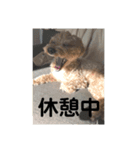 もしゃの日常（個別スタンプ：6）