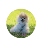 可愛いポメラニアンmintのスタンプ（個別スタンプ：1）