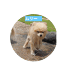 可愛いポメラニアンmintのスタンプ（個別スタンプ：2）