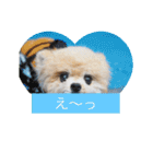 可愛いポメラニアンmintのスタンプ（個別スタンプ：9）