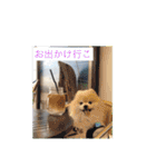 可愛いポメラニアンmintのスタンプ（個別スタンプ：13）