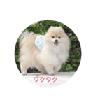 可愛いポメラニアンmintのスタンプ（個別スタンプ：18）