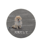 可愛いポメラニアンmintのスタンプ（個別スタンプ：21）