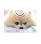 可愛いポメラニアンmintのスタンプ（個別スタンプ：24）
