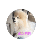 可愛いポメラニアンmintのスタンプ（個別スタンプ：35）