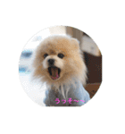 可愛いポメラニアンmintのスタンプ（個別スタンプ：36）