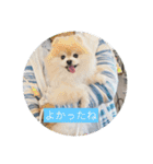 可愛いポメラニアンmintのスタンプ（個別スタンプ：40）