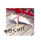 プタとウタ  その1（個別スタンプ：8）