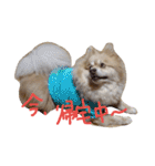 デカポメ ♂ ロアくん（個別スタンプ：1）