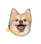 デカポメ ♂ ロアくん（個別スタンプ：4）