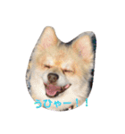 デカポメ ♂ ロアくん（個別スタンプ：6）