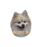 デカポメ ♂ ロアくん（個別スタンプ：9）