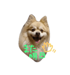 デカポメ ♂ ロアくん（個別スタンプ：10）