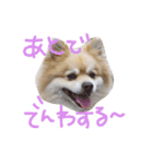 デカポメ ♂ ロアくん（個別スタンプ：11）