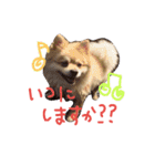 デカポメ ♂ ロアくん（個別スタンプ：19）