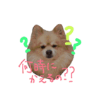 デカポメ ♂ ロアくん（個別スタンプ：20）