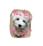 もふもふモフ（個別スタンプ：1）