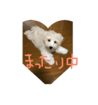 もふもふモフ（個別スタンプ：4）