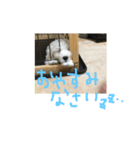 もふもふモフ（個別スタンプ：5）