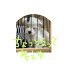 もふもふモフ（個別スタンプ：8）