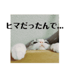 ココ＆リリー1（個別スタンプ：31）