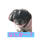 かわいいチーズくん（個別スタンプ：1）