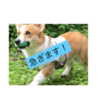 麦サク（個別スタンプ：5）