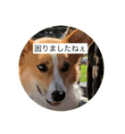 麦サク（個別スタンプ：8）