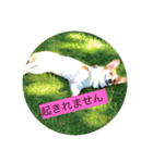 麦サク（個別スタンプ：13）