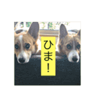 麦サク（個別スタンプ：16）