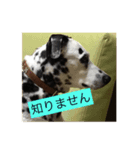 雫ちゃんスタンプ（個別スタンプ：4）